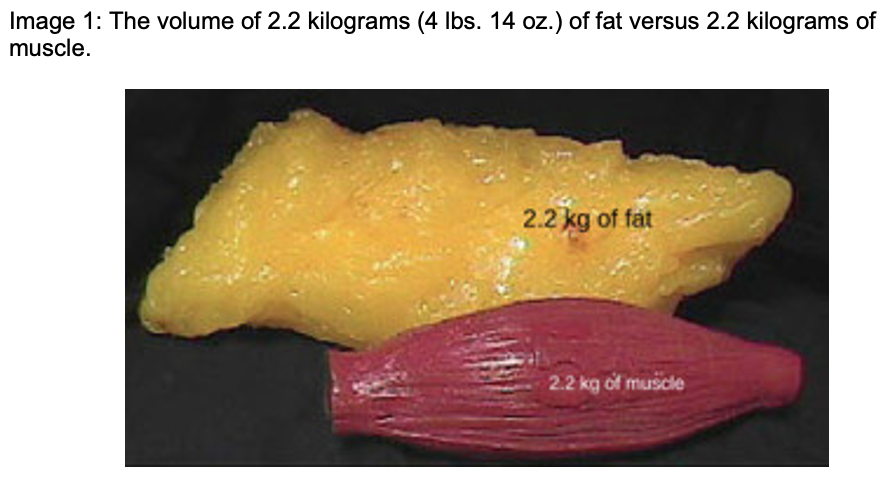 A Pound of Muscle vs. A Pound of Fat